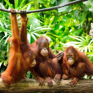 19 avgust xalqaro orangutan kuni 65ca76e76d7af