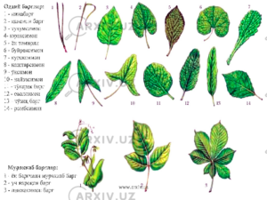 barg morfologiyasi bargning anatomik tuzilishi 65ca8a716466a