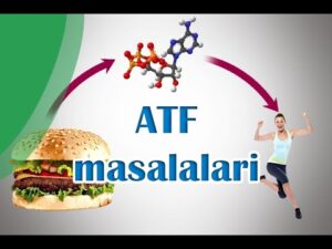 biologiya fanidan atf masalalar 65ca8a76410d9