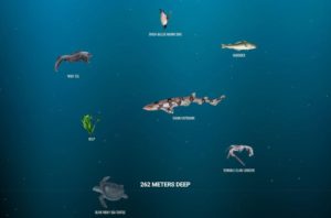 chuqurlik suvosti 65cb488582834