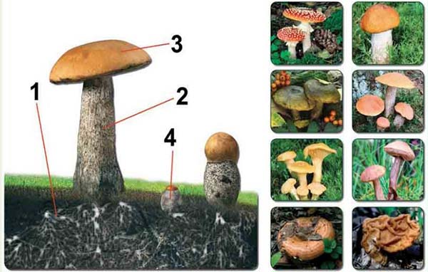 d0bad0b0d0ba d0bed0bfd180d0b5d0b4d0b5d0bbd0b8d182d18c d187d182d0be d0b7d0b0 d0b3d180d0b8d0b1 d0bfd0be d184d0bed182d0be 65d9fc6abdb8e