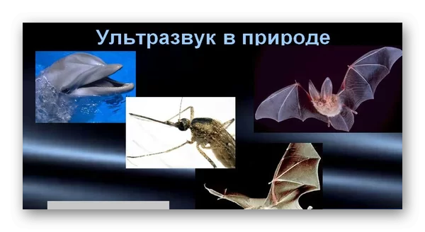 d0bdd0b8d0b7d0bad0bed187d0b0d181d182d0bed182d0bdd18bd0b5 d0b7d0b2d183d0bad0b8 d0b4d0bbd18f d181d0bed181d0b5d0b4d0b5d0b9 d181d0b2d0b5 65d9e4feb944b