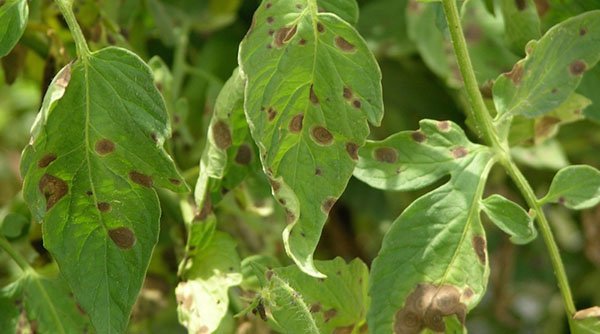 d0bed0bfd180d0b5d0b4d0b5d0bbd0b8d182d18c d0b1d0bed0bbd0b5d0b7d0bdd0b8 d180d0b0d181d182d0b5d0bdd0b8d0b9 d0bfd0be d0bbd0b8d181d182d18c 65d9fbbdc3b99