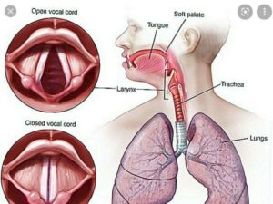 laringit haqida batafsil 65cac9d4ea163