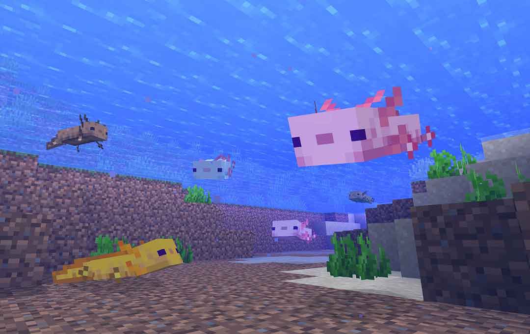 minecraft da axolotlni qanday topish orgatish va tarbiyalash haqida malumot 65cde8ee1ca09