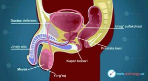 prostatit kasalligi yuzaga kelishiga sabab boluvchi omillarga quyidagilar kiradi 65cab5400373f