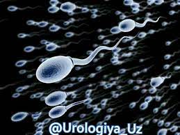 spermotozoid kuchini oshiramiz haqida toliq malumot oling 65d0603eab652