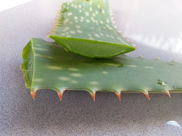 aloe verasining foydali va zararli tomonlari 65f04d554767d