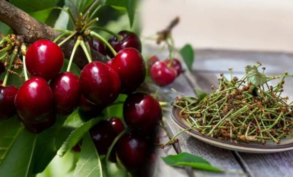 Gilos sopi choyining foydalari