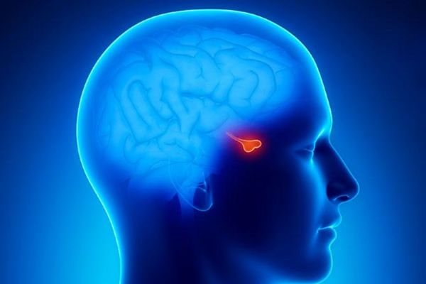 gipofiz bezi nima va uning gormonlari 65f04d60b7648