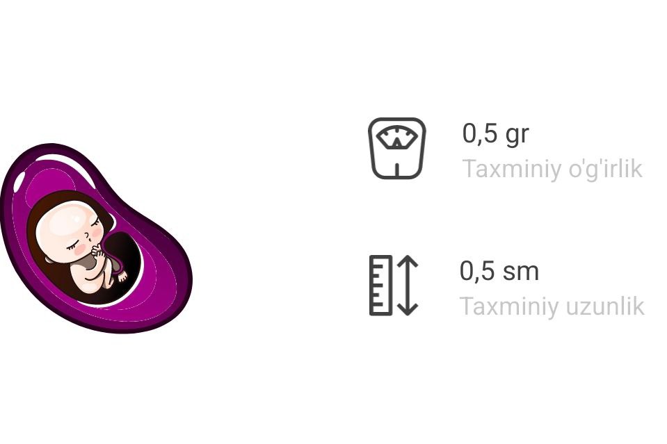 homiladorlikning 6 haftaligida nimalar boladi 65f046e68f258