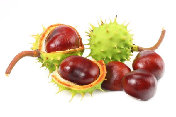 kashtan qanday foydali tomonlari bor 65f04f01685dc