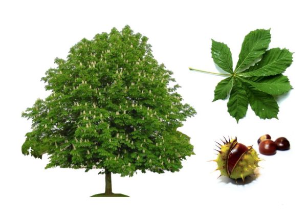 Kashtan qanday foydali tomonlari bor 2 Kashtan qanday foydali tomonlari bor