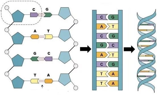 molekulyar diagnostika haqida 65f04a72c10e5