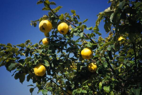 d0b1d0b5d2b3d0b8 d0bcd0b5d0b2d0b0d181d0b8d0bdd0b8d0bdd0b3 d184d0bed0b9d0b4d0b0d0bbd0b8 d2b3d183d181d183d181d0b8d18fd182d0bbd0b0d180 660e39b5b52b5