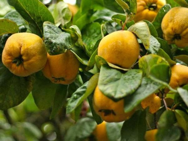 d0b1d0b5d2b3d0b8 d0bcd0b5d0b2d0b0d181d0b8d0bdd0b8d0bdd0b3 d184d0bed0b9d0b4d0b0d0bbd0b8 d2b3d183d181d183d181d0b8d18fd182d0bbd0b0d180 660e39b5e4e0b