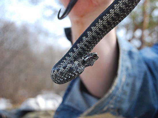 d0b8d0bbd0bed0bd d2b3d0b8d0bad0bed18f 660e7a7e05a6d