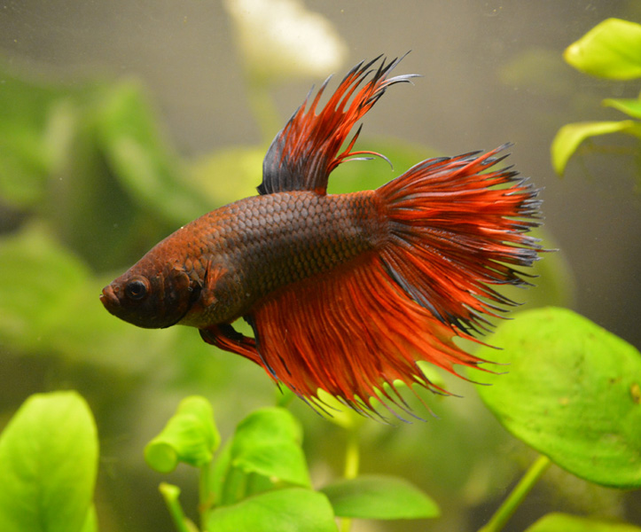 d182d183d188d0b4d0b0 d0b1d0b0d0bbd0b8d0ba d0bad0bed180d181d0b0 d182d183d188d0b4d0b0 d0b1d0b0d0bbd0b8d0ba d0bad183d180d181d0b0 660e97c1952fd