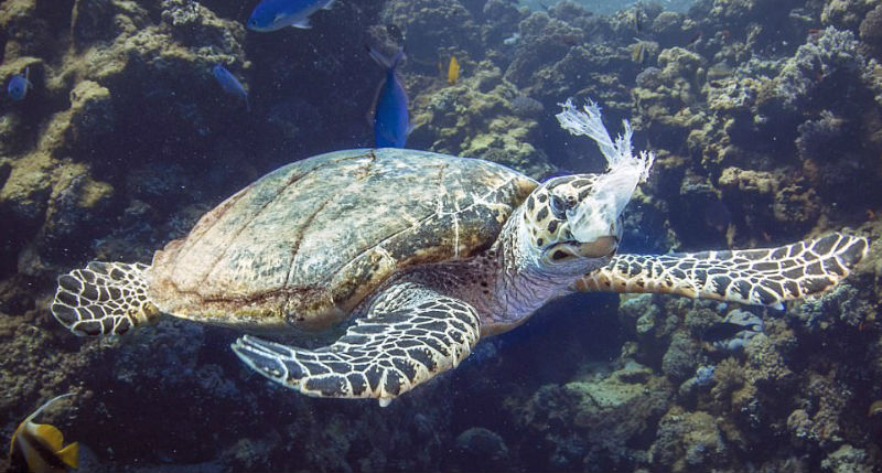 d182d183d188d0b4d0b0 d0b1d0b0d0bbd187d0b8d0bad0bed180d181d0b0 d182d183d188d0b4d0b0 d0b1d0b0d0bbd187d0b8d0ba d0bad183d180d181d0b0 660e9944e0c93