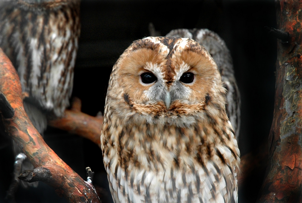 Тушда Бойкуш / Укки корса / Тушда Бойкуш / Укки курса 3 Тушда Бойкуш / Укки корса / Тушда Бойкуш / Укки курса