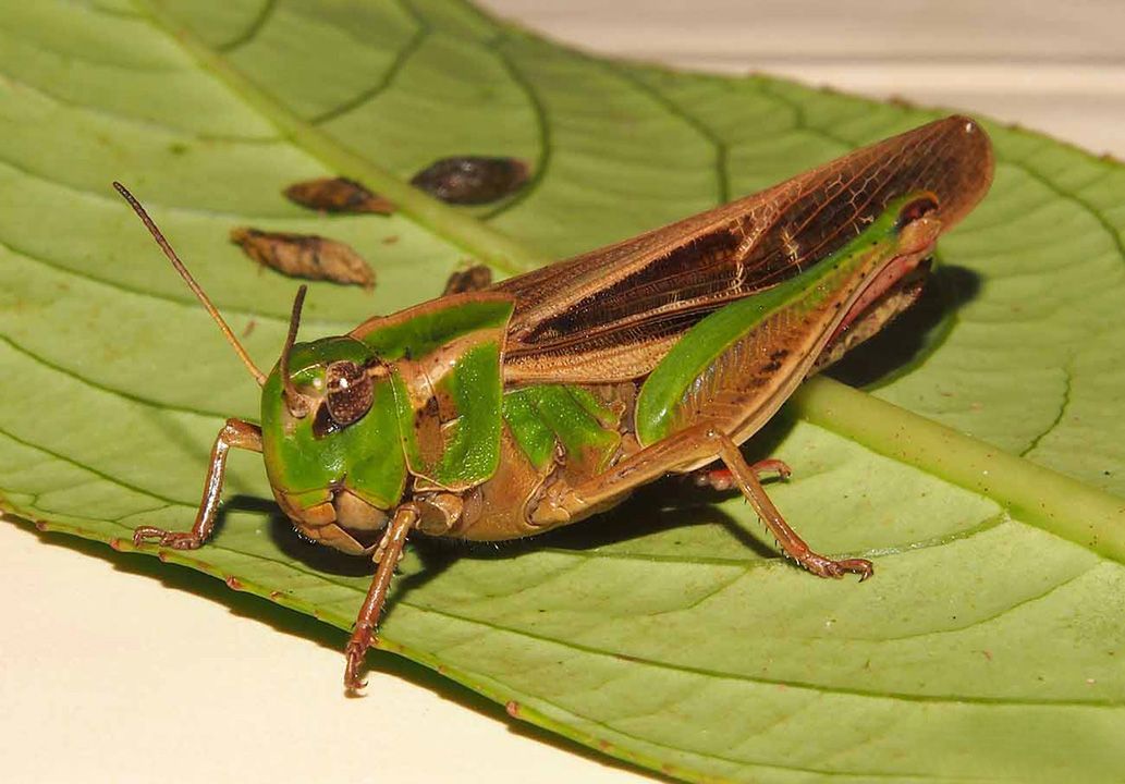 Тушда Чигиртка корса / Тушда Чигиртка курса 3 Тушда Чигиртка корса / Тушда Чигиртка курса