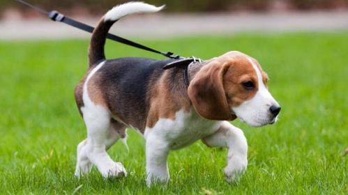 itlarni uydan 100 metr atrofida sayr qildirish mumkin 660b963cc8a64