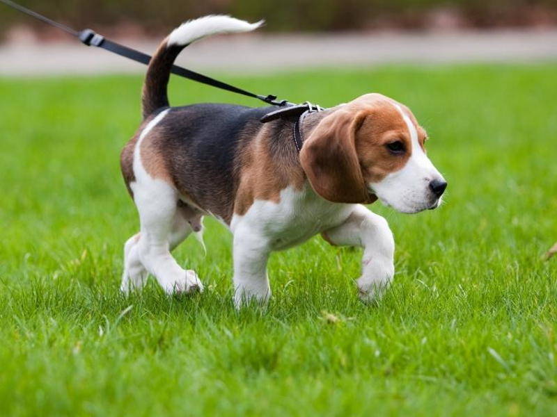 itlarni uydan 100 metr atrofida sayr qildirish mumkin 660b963db7c16