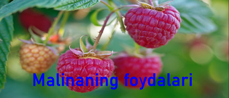 malinaning odam organizmiga foydalari va zarari 660b6c8951d02