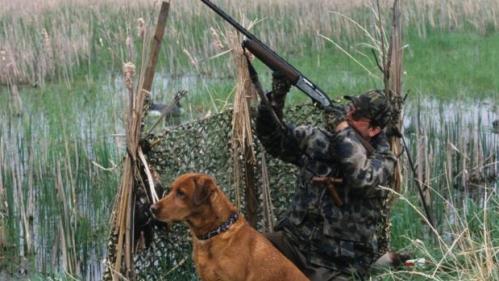 ovchilikka oid 10 ta qonunosti hujjatlarining normalari bitta qonunda jamlanadi 660ba77c5fb36