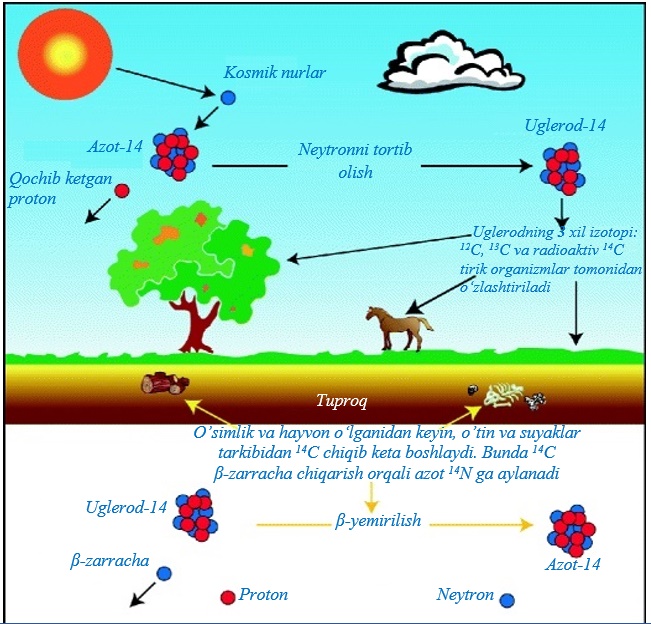 Uglerod-14 tahlili vositasida muddatni aniqlash 4 uglerod 14 tahlili vositasida muddatni aniqlash 660ef3a34da56