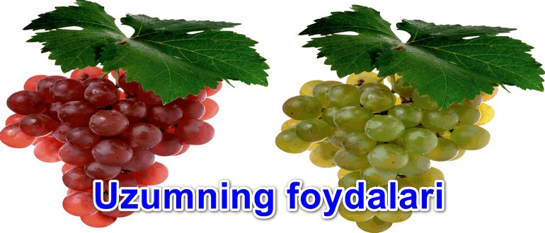 uzumning odam organizmi uchun foydalari 660b6c7391526