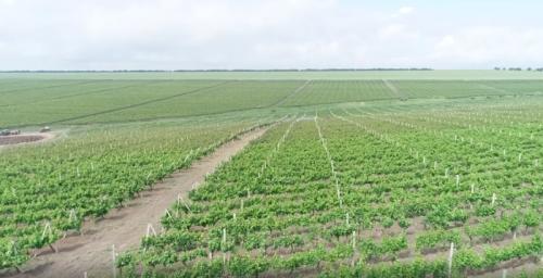 yangi bogcabb va tokzorlarni barpo etishga 1 trln socabbm ajratiladi 660b9d01697e7