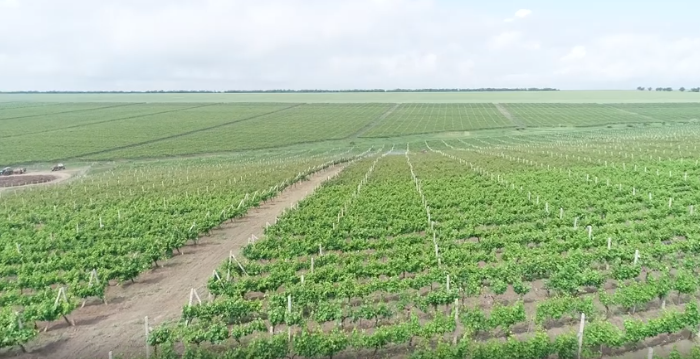 yangi bogcabb va tokzorlarni barpo etishga 1 trln socabbm ajratiladi 660b9d01cd1a8