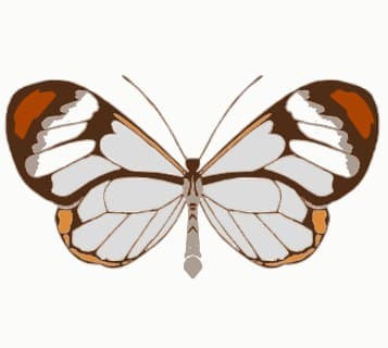 Butterfly Backup