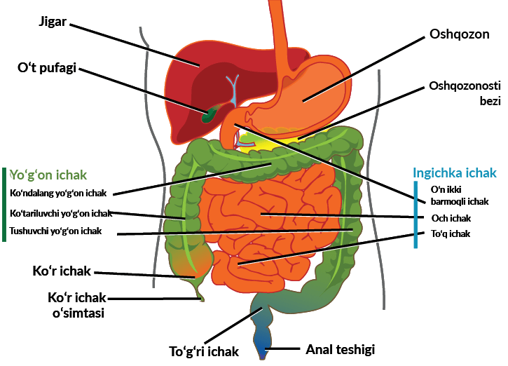 ovqat hazm qilish tizimi kasalliklari 671fb1798054f