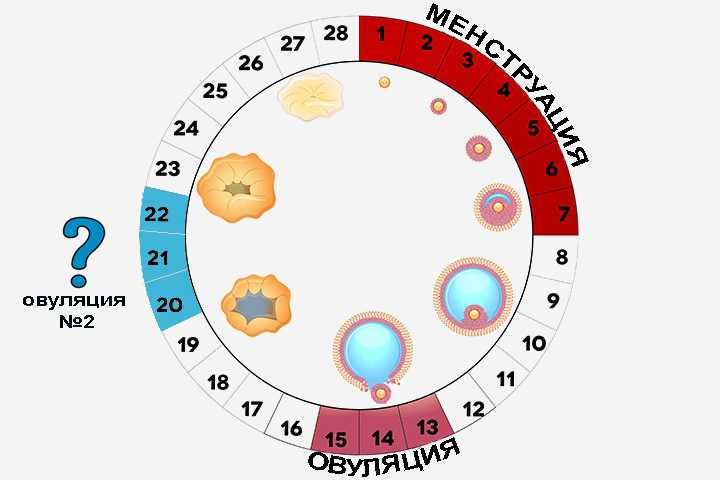 ovulyatsiya ayol reproduktiv tizimidagi tabiiy jarayon 673f5556481db