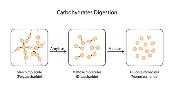 Amilaza: Ovqat Hazm Qilish va Salomatlikdagi O’rni 2 amilaza ovqat hazm qilish va salomatlikdagi orni 679ceff27ad60
