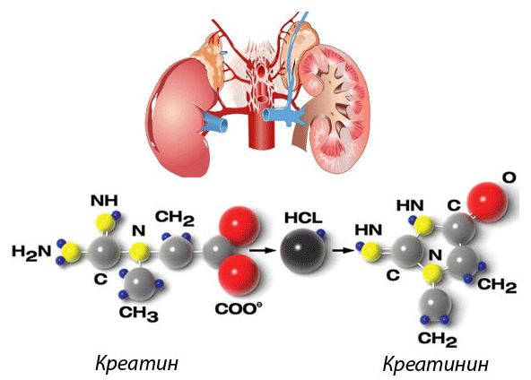 kreatinin nima uning organizm uchun ahamiyati 678929669df37