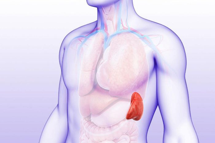 splenomegaliya taloqning kattalashuvi haqida 67c1d9e379ba0