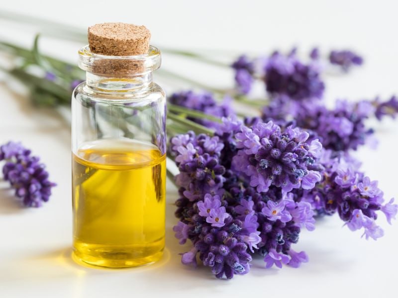 Yorilgan lablardan qanday qutulish mumkin? 3 Lavanda yog'ining qanday foydalari bor