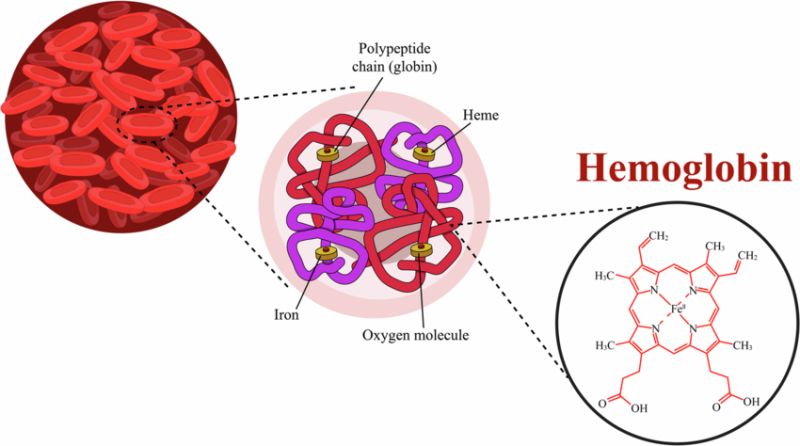 Gemoglobin (HGB) nima? 2 gemoglobin hgb nima 6915fce7b23eb