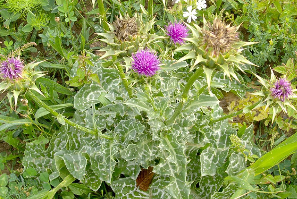 Sutli qushqo‘nmasning foydalari nimalardan iborat 2 sutli qushqonmasning foydalari nimalardan iborat 69778be6c11fd