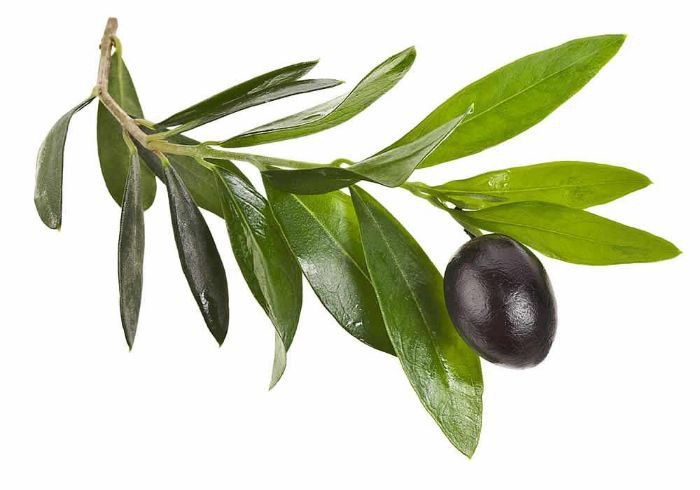 zaytun bargi foydalari nimalardan iborat 696a5cea475cd